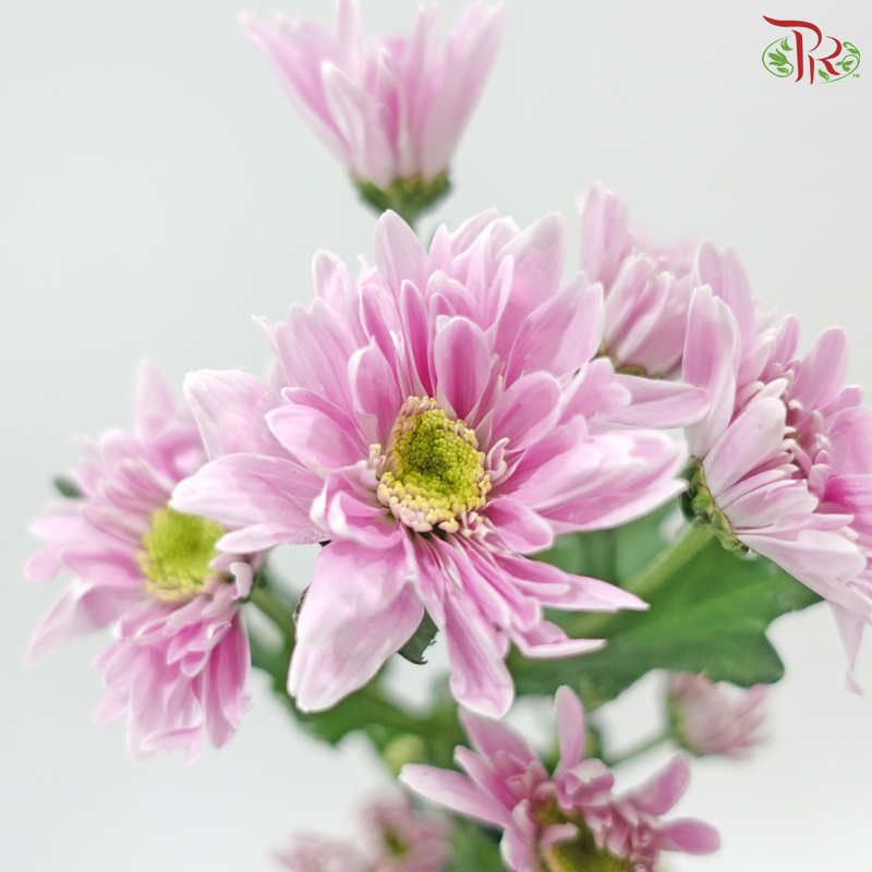 Chrysanthemum Pompom Daisy