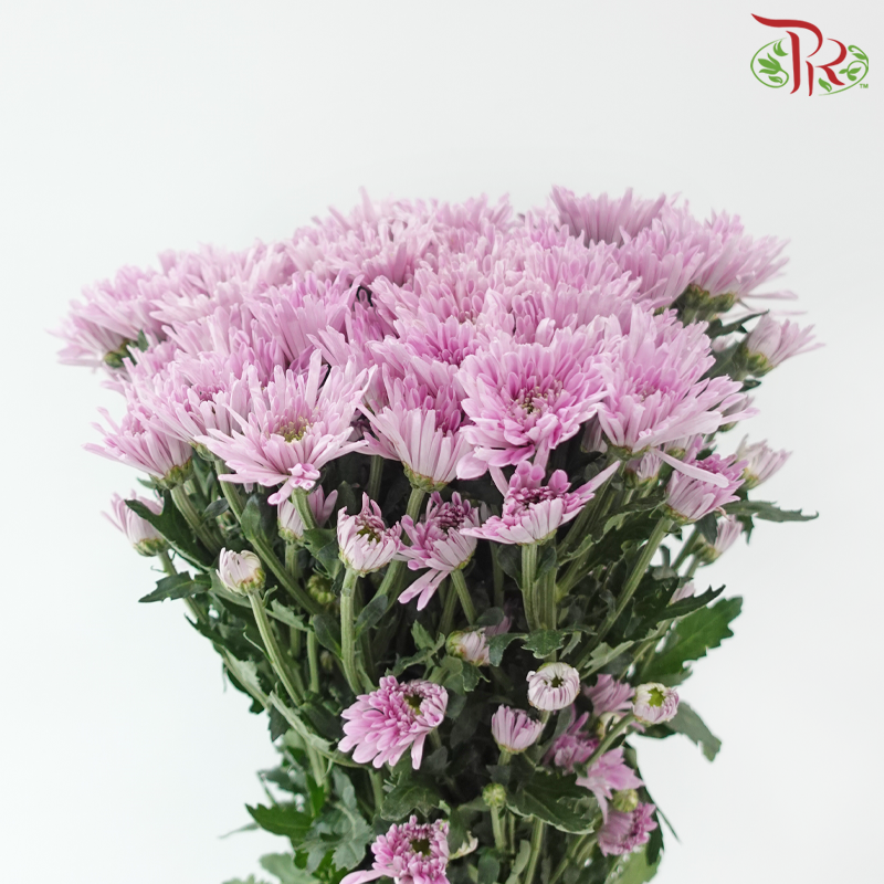 Chrysanthemum Pompom Symphony