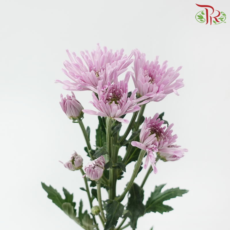 Chrysanthemum Pompom Symphony