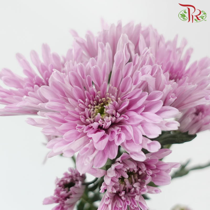 Chrysanthemum Pompom Symphony