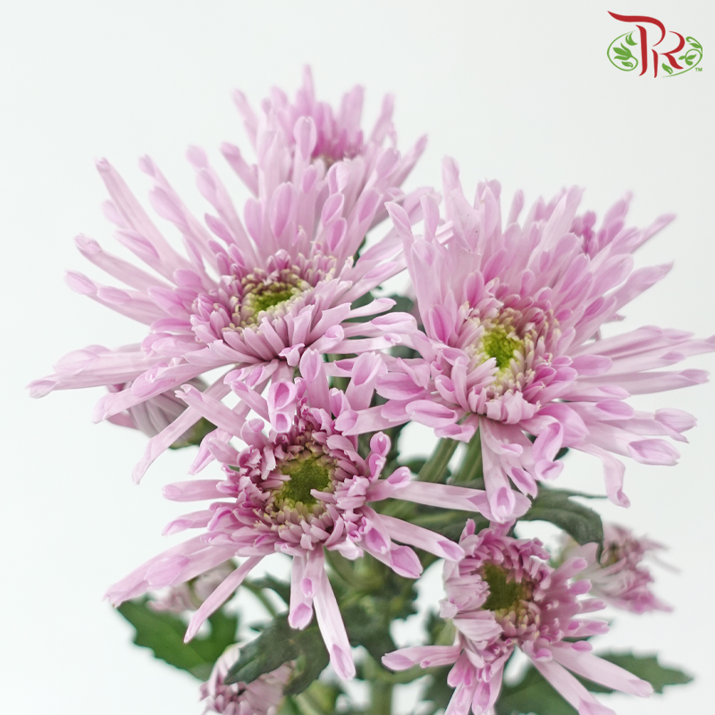 Chrysanthemum Pompom Symphony