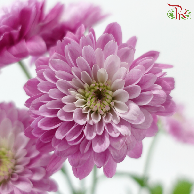 Chrysanthemum Pompom Baltica