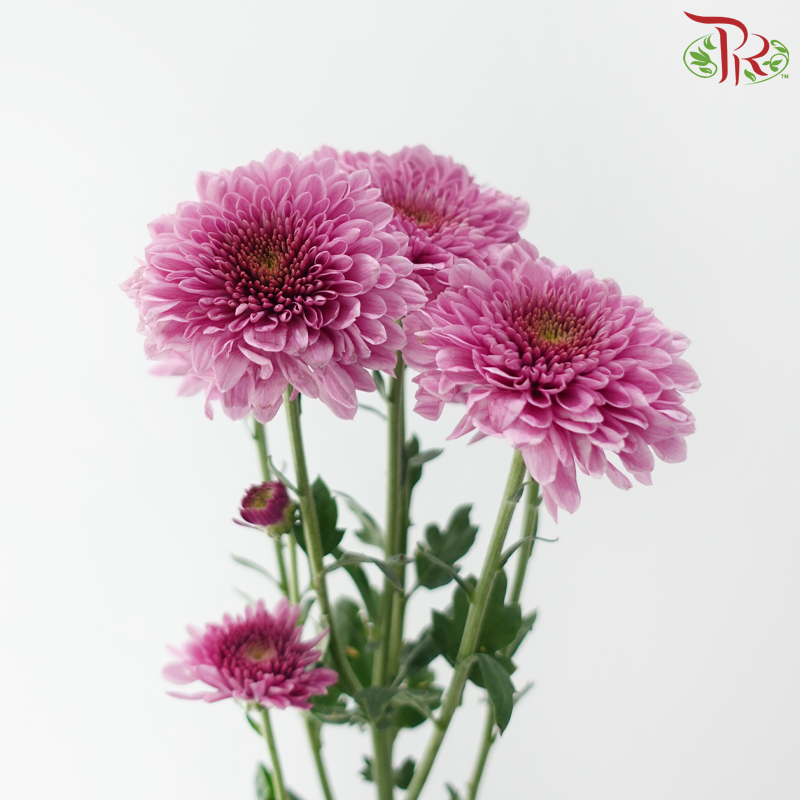 Chrysanthemum Pompom