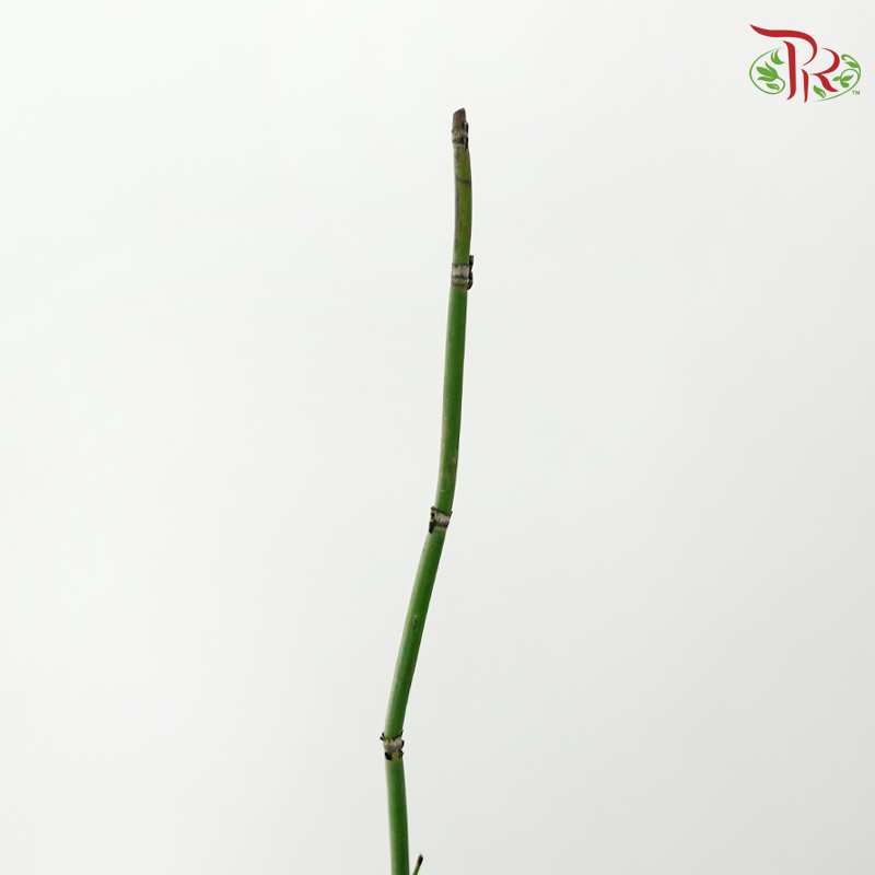 Chrysopogon Aciculatus