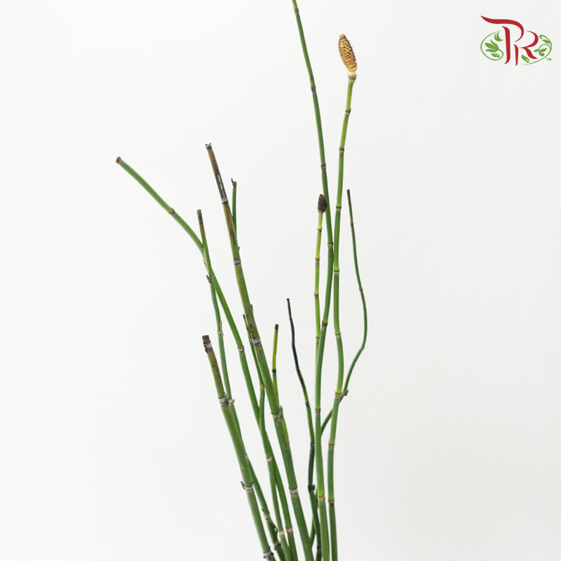 Chrysopogon Aciculatus