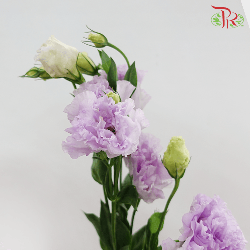 Eustoma - Light Purple Wave (Per Bunch 700-800 Gram) - Pudu Ria Florist
