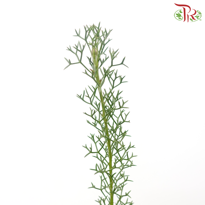 Cobalt Conia 《钴蓝花》