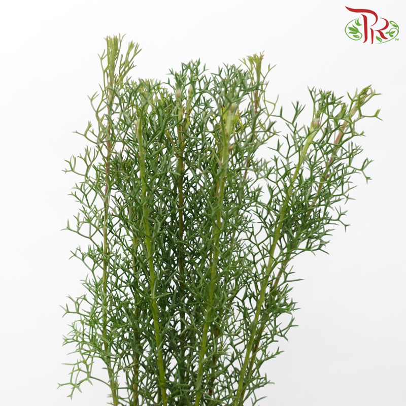 Cobalt Conia 《钴蓝花》