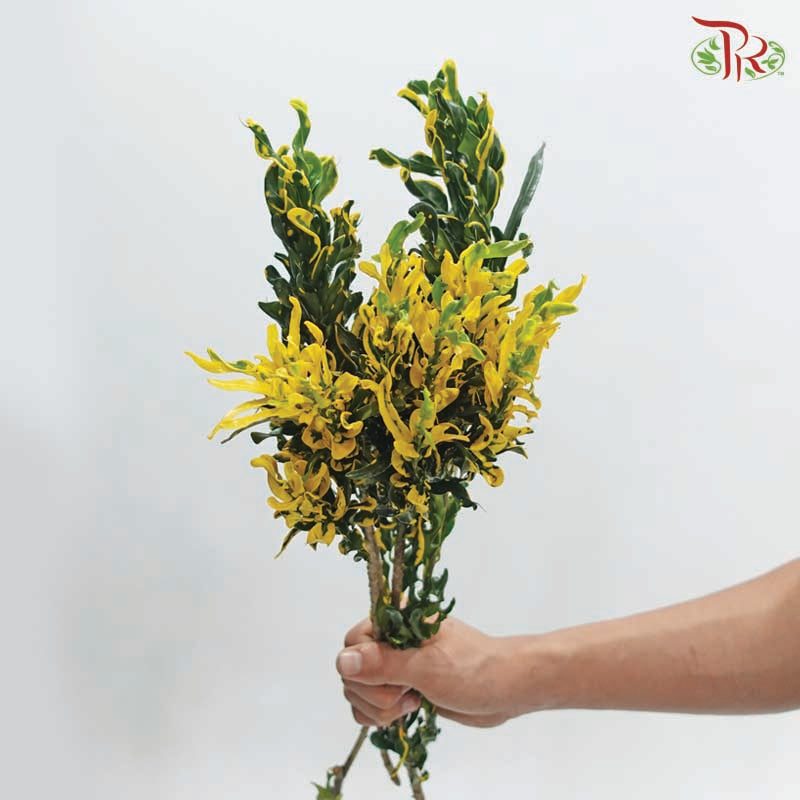 Codiaeum Variegatum 《黄捲捲变叶木》