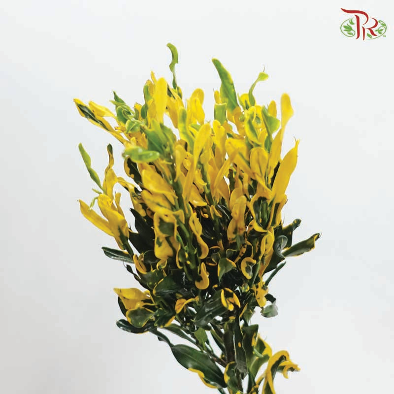 Codiaeum Variegatum 《黄捲捲变叶木》