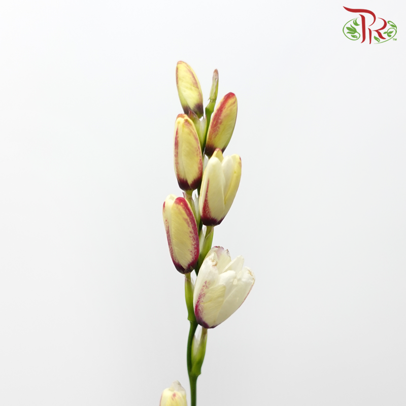 Corn Lilies 《藜芦》