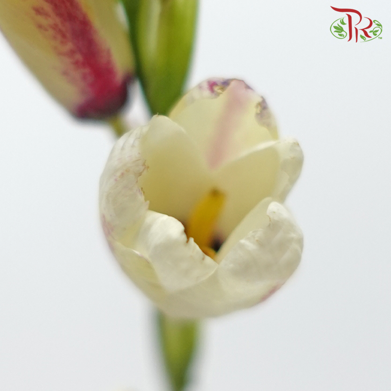 Corn Lilies 《藜芦》