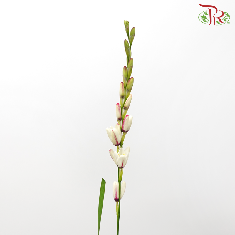 Corn Lilies 《藜芦》