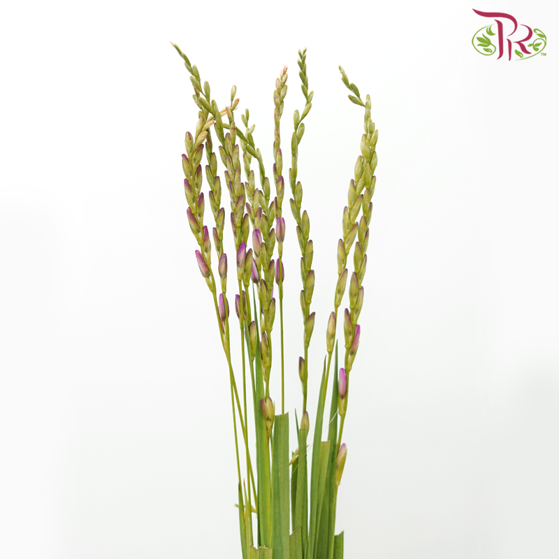 Corn Lilies 《藜芦》