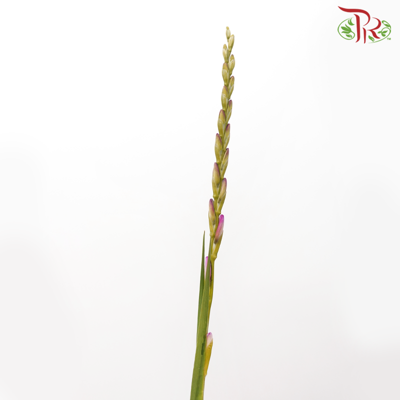 Corn Lilies 《藜芦》