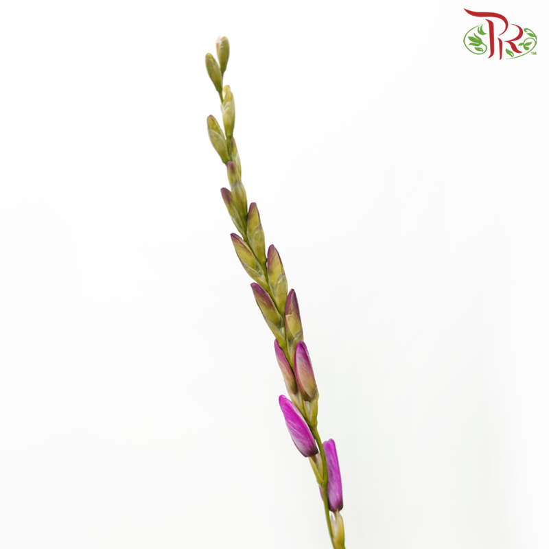 Corn Lilies 《藜芦》