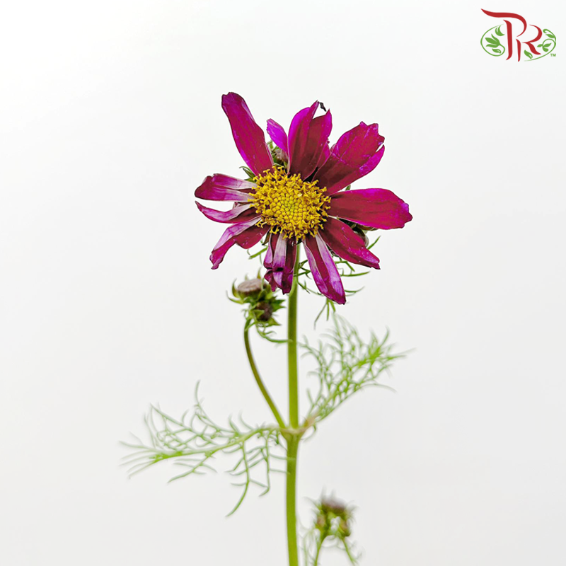 Cosmos Bipinnatus《波斯菊》