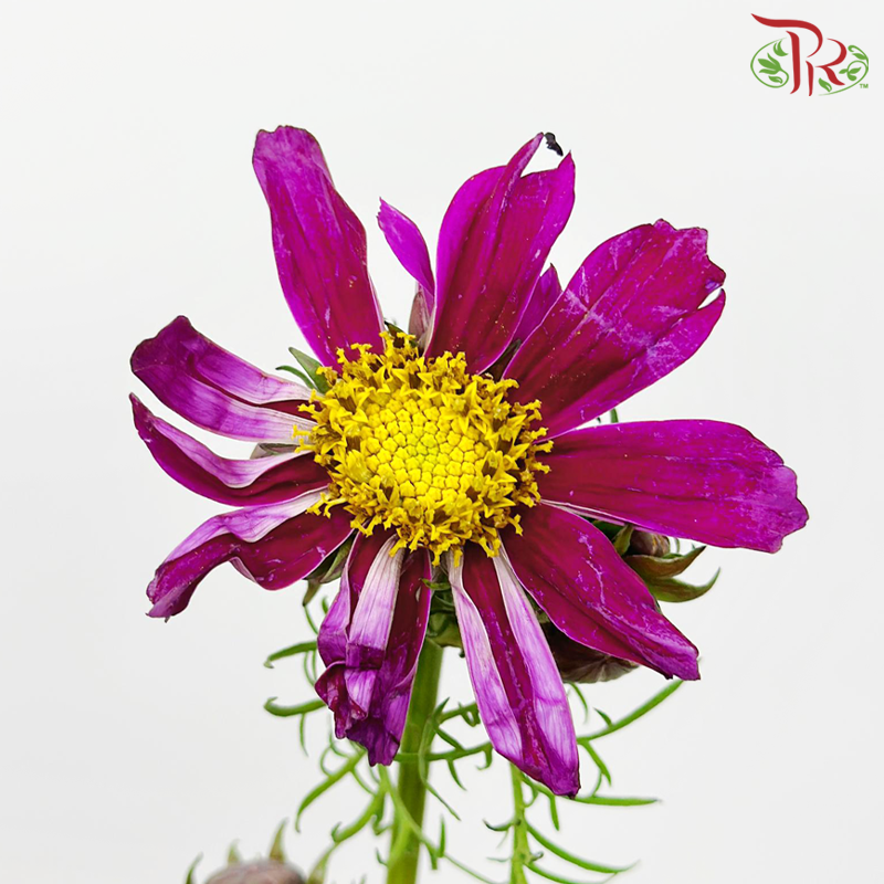 Cosmos Bipinnatus《波斯菊》