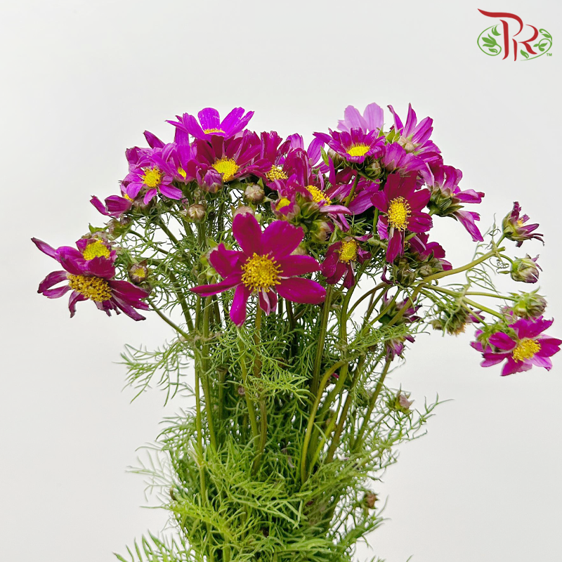 Cosmos Bipinnatus《波斯菊》