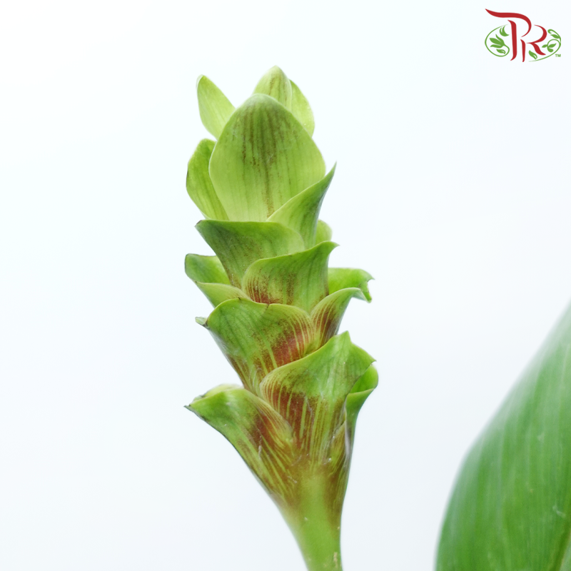 Curcuma《郁金》