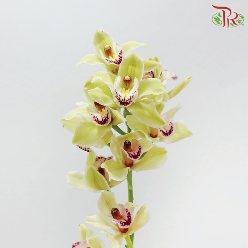 Cymbidium 《兰花属》(8-11 Blooms)
