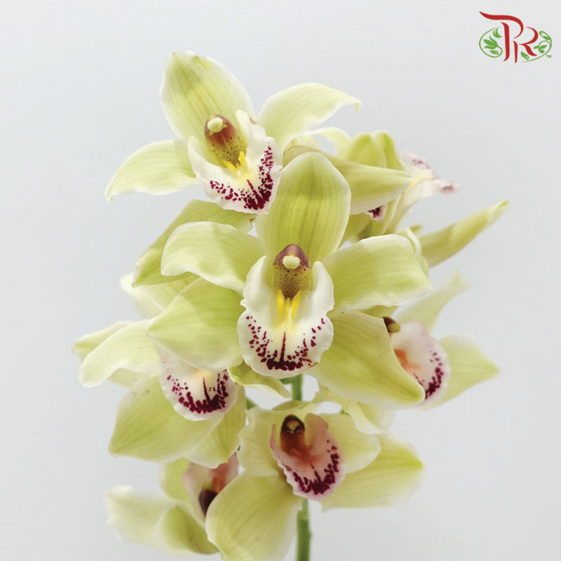 Cymbidium 《兰花属》(8-11 Blooms)