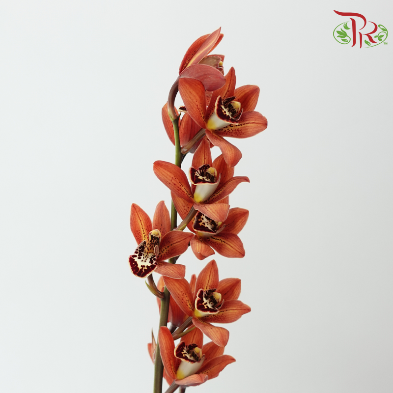 Cymbidium《兰花属》