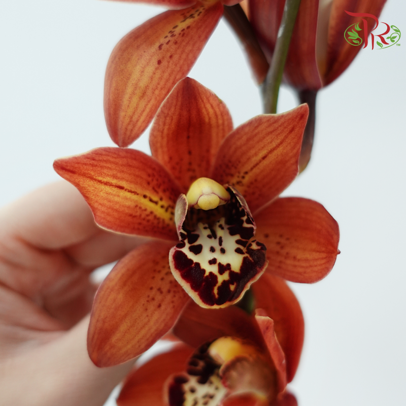 Cymbidium《兰花属》