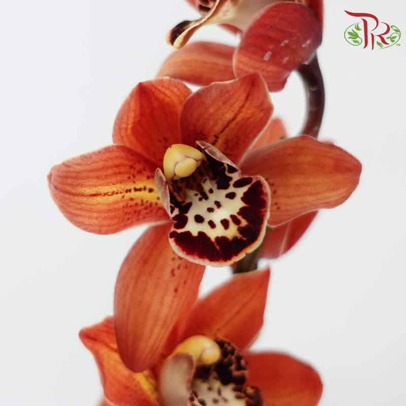 Cymbidium《兰花属》