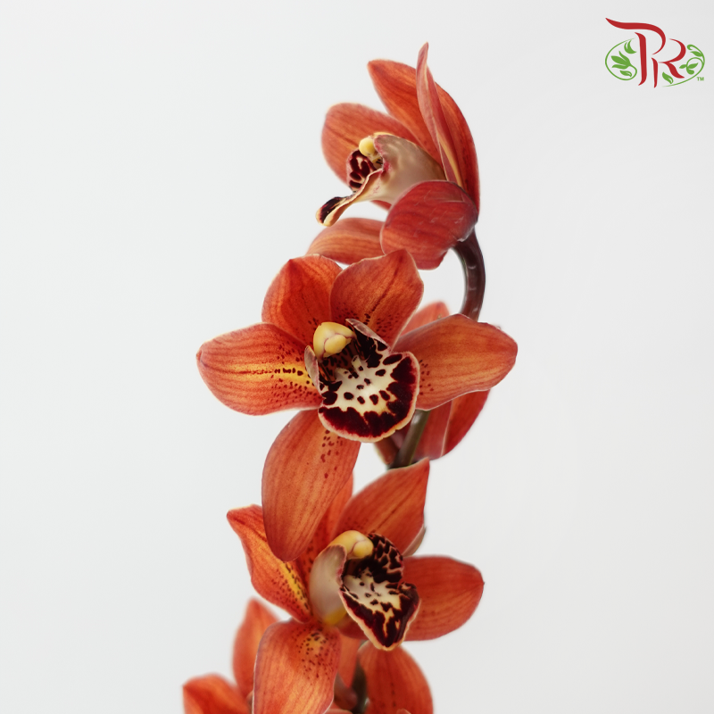 Cymbidium《兰花属》