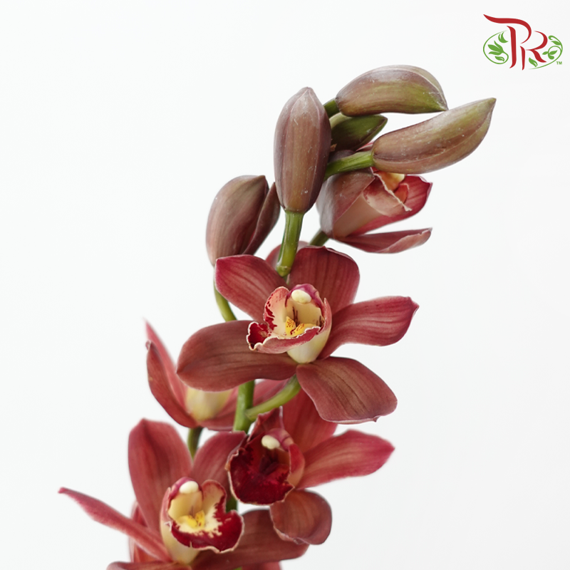 Cymbidium《兰花属》