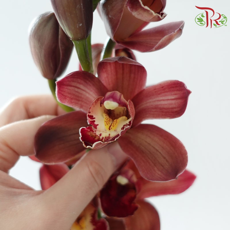 Cymbidium《兰花属》