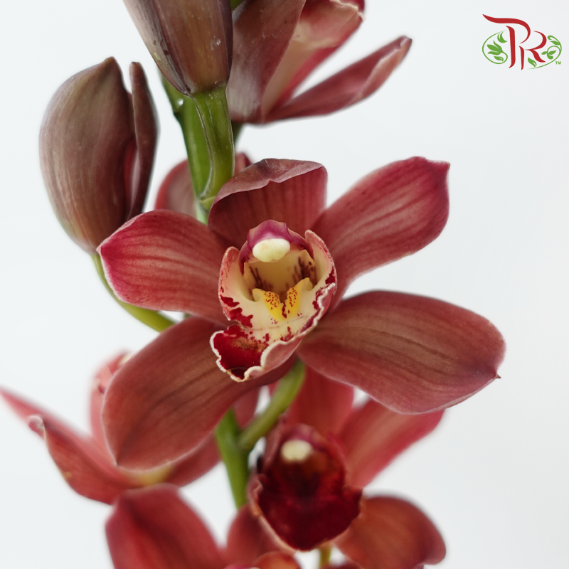 Cymbidium《兰花属》