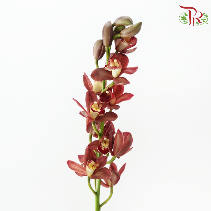 Cymbidium《兰花属》