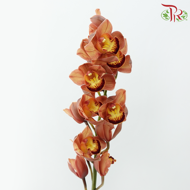 Cymbidium《兰花属》
