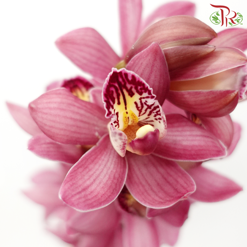 Mini Cymbidium《兰花属》