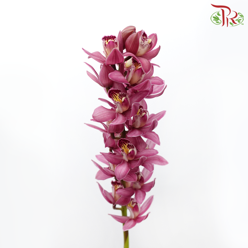 Mini Cymbidium《兰花属》