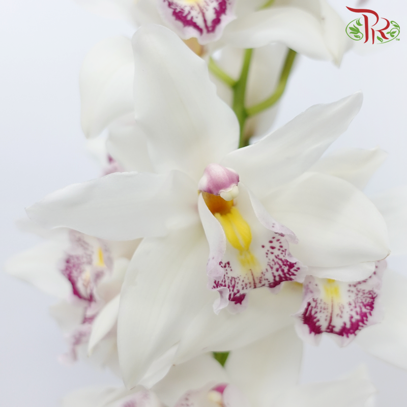 Cymbidium《兰花属》AAA