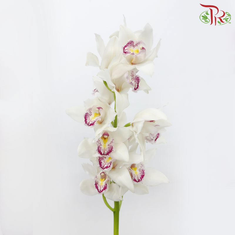 Cymbidium《兰花属》AAA