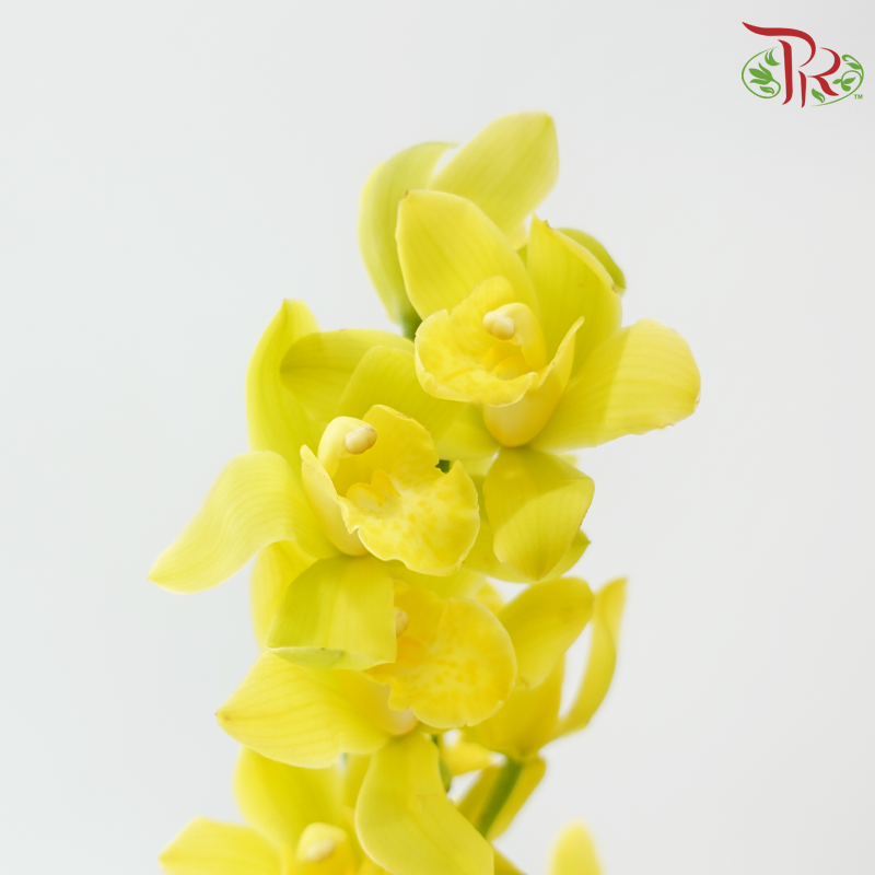 Cymbidium《兰花属》