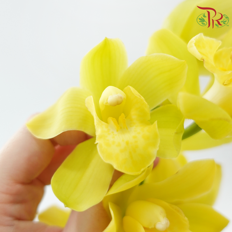 Cymbidium《兰花属》