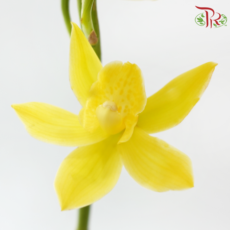 Cymbidium《兰花属》