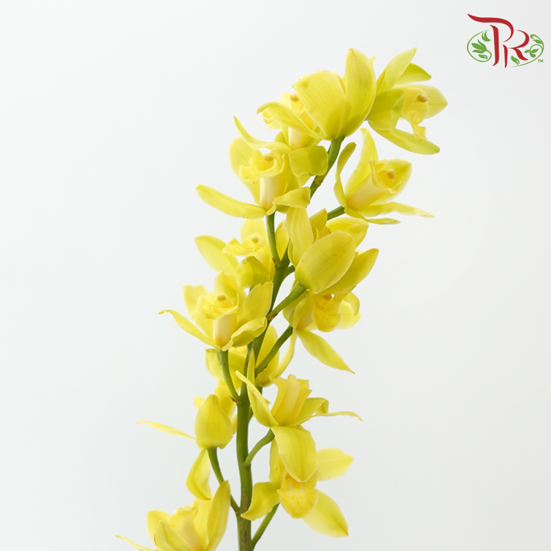 Cymbidium《兰花属》