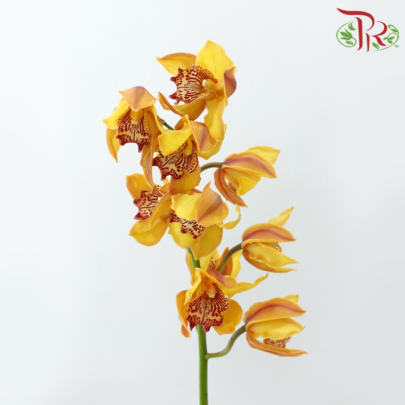 Cymbidium《兰花属》
