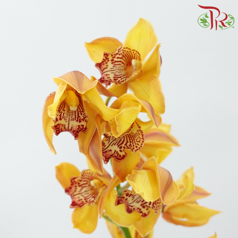 Cymbidium《兰花属》