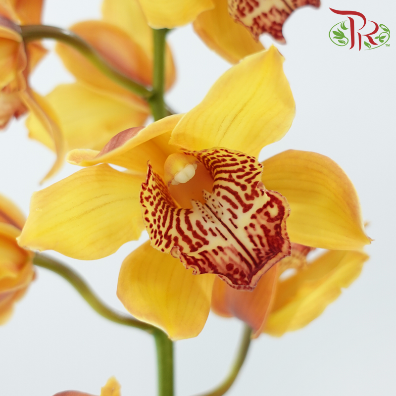 Cymbidium《兰花属》