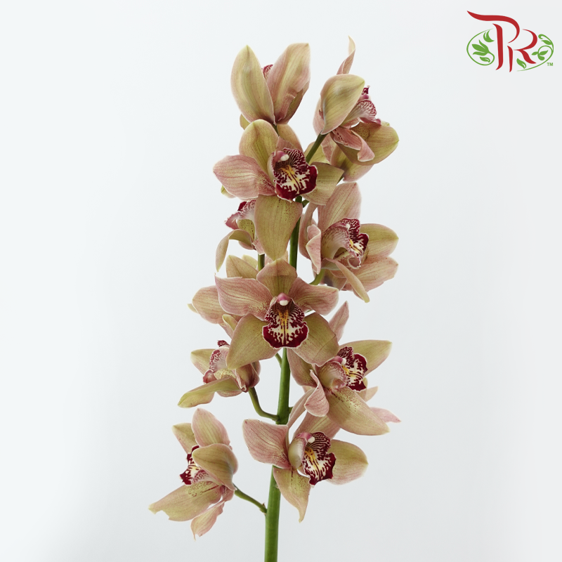 Cymbidium《兰花属》