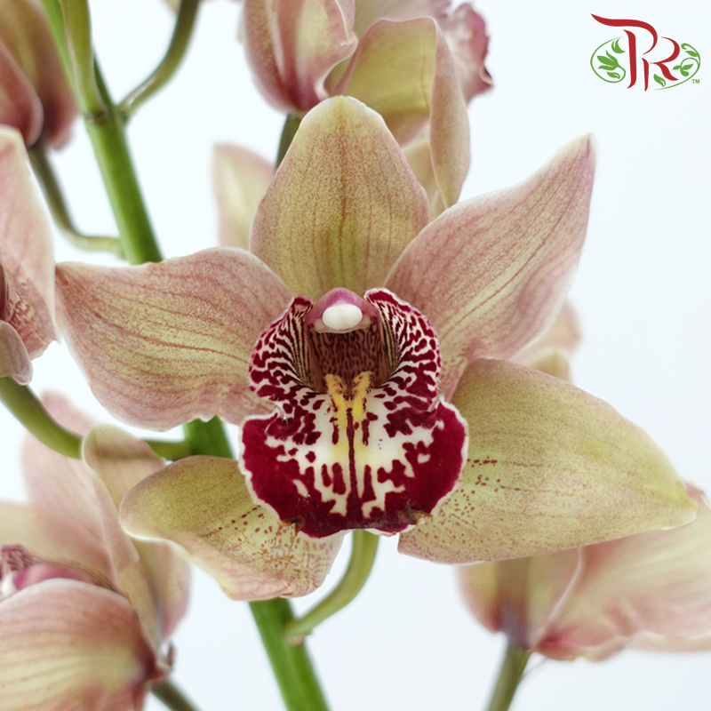 Cymbidium《兰花属》