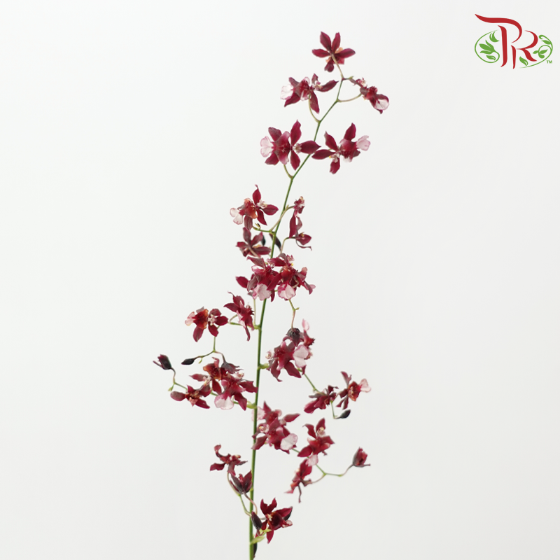 Orchid Oncidium 《文心兰》