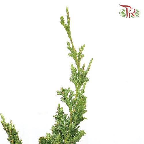 Chamaecyparis Leaf - 1 (Per Bunch) - Pudu Ria Florist